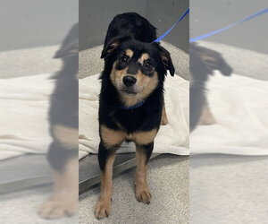 Australian Shepherd-Unknown Mix Dogs for adoption in Tallahassee, FL, USA