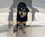 Small Australian Shepherd Mix