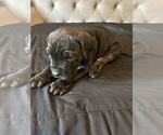 Puppy Puppy 1 Cane Corso