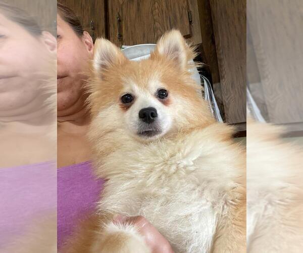 Medium Photo #1 Pomeranian-Pomsky Mix Puppy For Sale in BOSTON, MA, USA