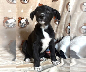 American Pit Bull Terrier-Labrador Retriever Mix Dogs for adoption in Wetumpka, AL, USA