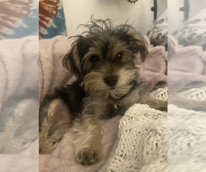 Yorkshire Terrier Puppy for sale in LAKELAND, FL, USA