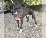 Small American Pit Bull Terrier