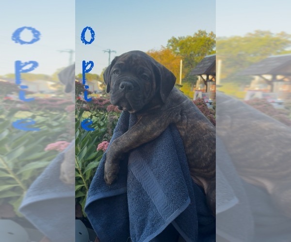 Medium Photo #7 America Bandogge Mastiff-Cane Corso Mix Puppy For Sale in FOLSOM, PA, USA