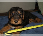 Small Photo #3 Airedale Terrier Puppy For Sale in CHARLESTOWN, IN, USA