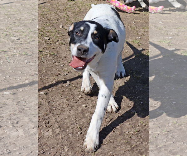 Medium Photo #2 Labrador Retriever-Unknown Mix Puppy For Sale in Green Forest, AR, USA
