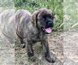 English Mastweiler Puppy for sale in OSCEOLA, MO, USA
