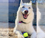 Small Photo #4 Siberian Husky Puppy For Sale in West Cornwall, CT, USA