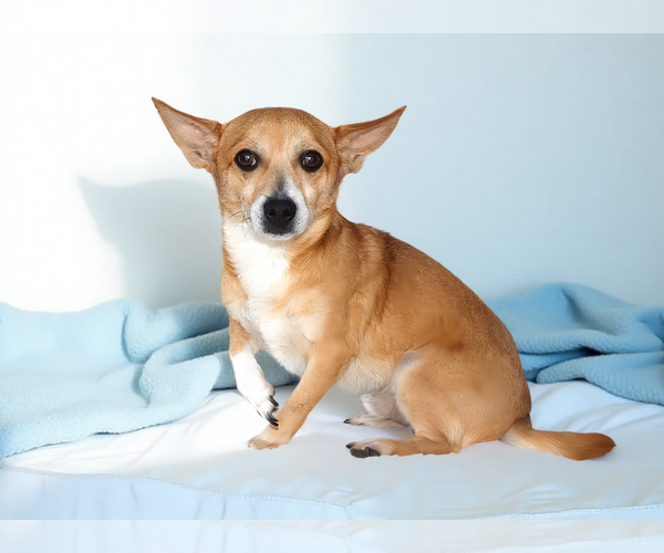 Medium Photo #2 Chihuahua Puppy For Sale in Pasadena, CA, USA