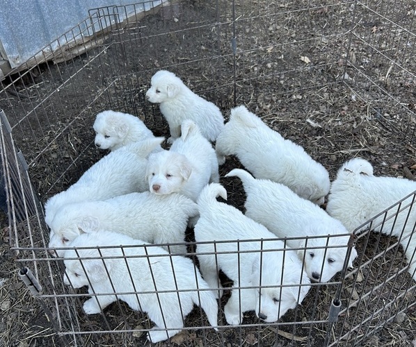 Medium Photo #1 Great Pyrenees Puppy For Sale in BOAZ, WI, USA