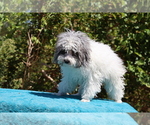Small #14 Poodle (Toy)