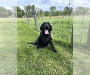 Labrador Retriever Dog for Adoption in MIDDLEBURY, Indiana USA