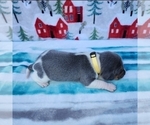 Small #31 Beagle