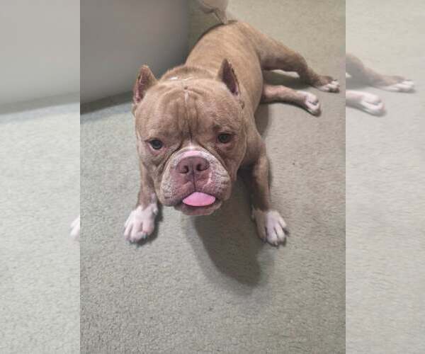 Medium Photo #10 Bulldog-Unknown Mix Puppy For Sale in Spotsylvania, VA, USA