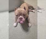 Small #9 Bulldog Mix