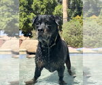 Small Photo #7 Rottweiler Puppy For Sale in Gilbert, AZ, USA