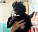Small #1 Mutt