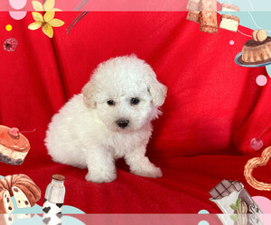 Maltipoo Puppy for Sale in SAN FRANCISCO, California USA