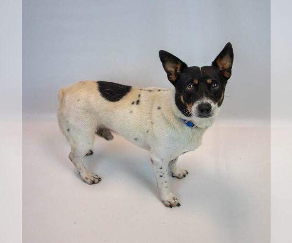 Medium Photo #2 Jack-Rat Terrier Puppy For Sale in Kennesaw, GA, USA