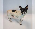 Small #1 Jack-Rat Terrier