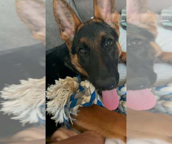 Medium Photo #9 German Shepherd Dog Puppy For Sale in AUGUSTA, GA, USA