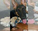 Small #8 German Shepherd Dog