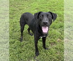 Small #1 Labrador Retriever Mix