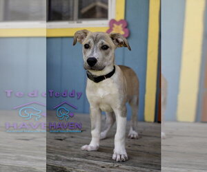Labrador Retriever-Unknown Mix Dogs for adoption in Omaha, NE, USA