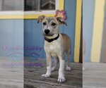 Small Labrador Retriever Mix