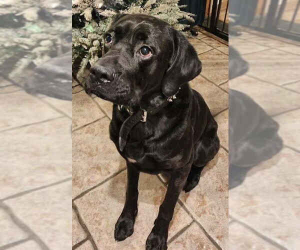 Medium Photo #1 Boxador Puppy For Sale in Lewistown, PA, USA