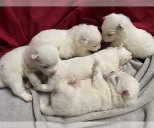 Samoyed Puppy for sale in TAMPICO, IL, USA