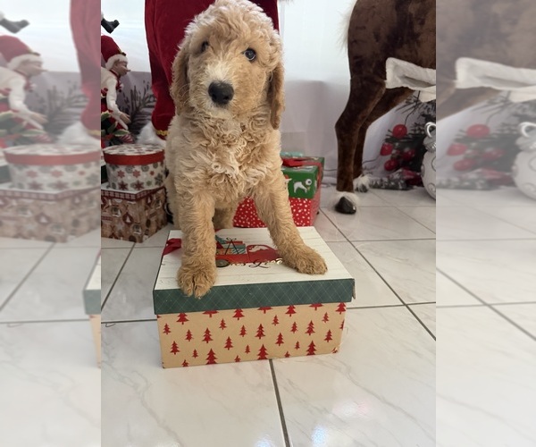 Medium Photo #2 Poodle (Standard) Puppy For Sale in TAMPA, FL, USA