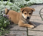 Small #1 Shiba Inu