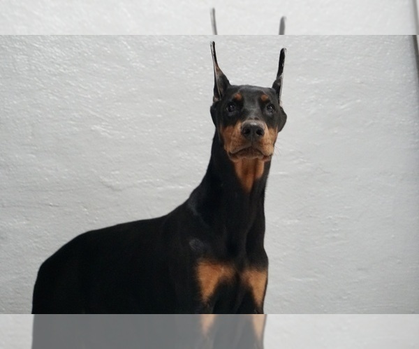 Medium Photo #45 Doberman Pinscher Puppy For Sale in WARSAW, IN, USA