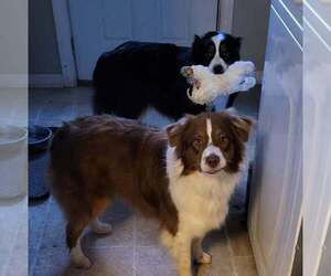 Mother of the Australian Shepherd puppies born on 05/10/2026