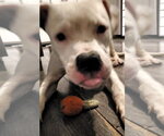 Small Photo #4 American Bulldog-Unknown Mix Puppy For Sale in Strongsville, OH, USA