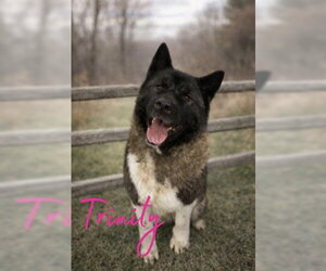 Akita Dogs for adoption in Westminster, MD, USA