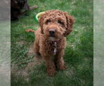 Small #1 Cockapoo
