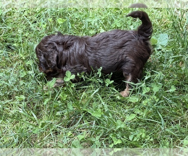 Medium Photo #13 Aussiedoodle Puppy For Sale in ASHEVILLE, NC, USA