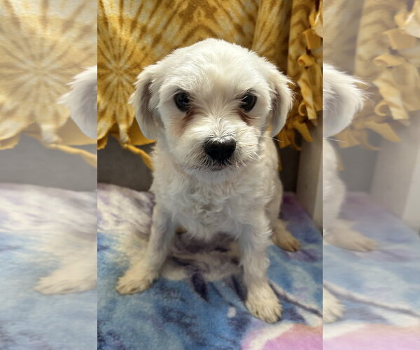 Medium Photo #6 Maltese-Unknown Mix Puppy For Sale in Pacolet, SC, USA