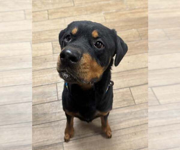 Medium Photo #1 Rottweiler-Unknown Mix Puppy For Sale in Rowlett, TX, USA