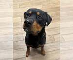 Small Rottweiler Mix