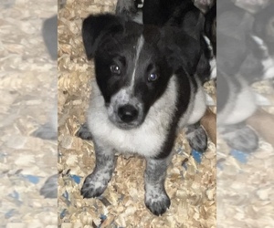 Australian Cattle Dog-Border Collie Mix Puppy for sale in SILVER CREEK, NY, USA
