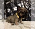 Small Photo #23 French Bulldog Puppy For Sale in BAKERSFIELD, CA, USA