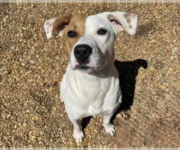 Medium Photo #3 Labrador Retriever-Unknown Mix Puppy For Sale in Anniston, AL, USA