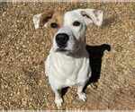 Small #2 Labrador Retriever Mix