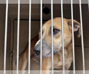 Mutt Dogs for adoption in Oklahoma City, OK, USA