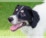 Small Photo #4 Labrenees Puppy For Sale in Canton, CT, USA
