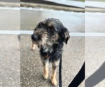 Small #8 Mutt