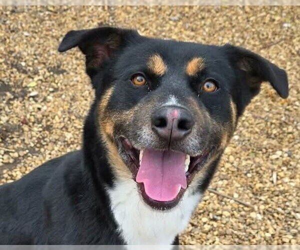 Medium Photo #1 Australian Shepherd-Unknown Mix Puppy For Sale in Anniston, AL, USA